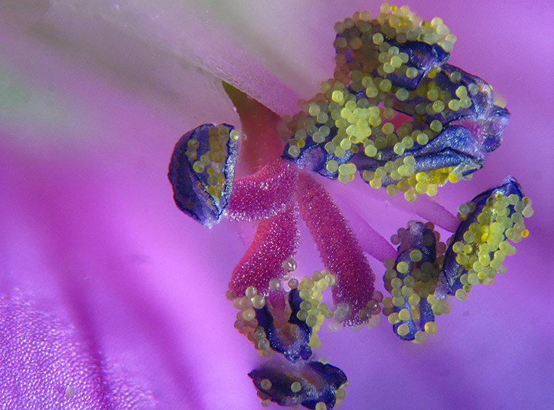 Geranium molle / Geranio volgare